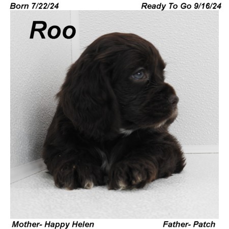 puppy, for, sale, Cocker Spaniel, Joe & Cherri  Overlease, dog, breeder, Miller, MO, dog-breeder, puppy-for-sale, forsale, nearby, find, puppyfind, locator, puppylocator, aca